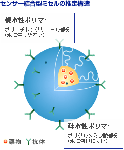センサー結合型ミセルの推定構造
